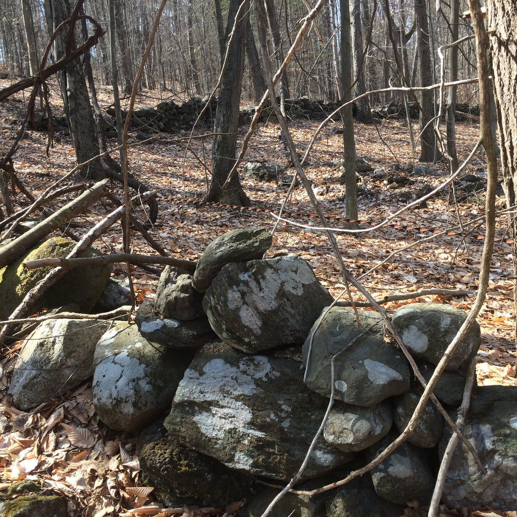Twisted Wire in the Woods